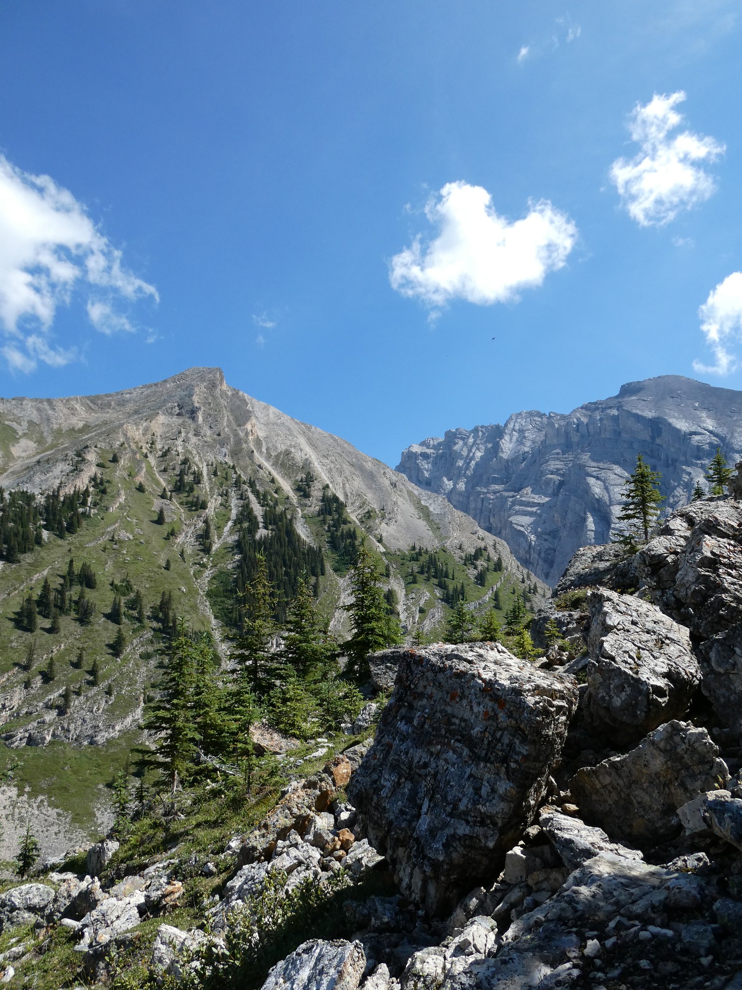 A limestone ridge above a talus slope, conifers and cumulus over the Canadian Rockies