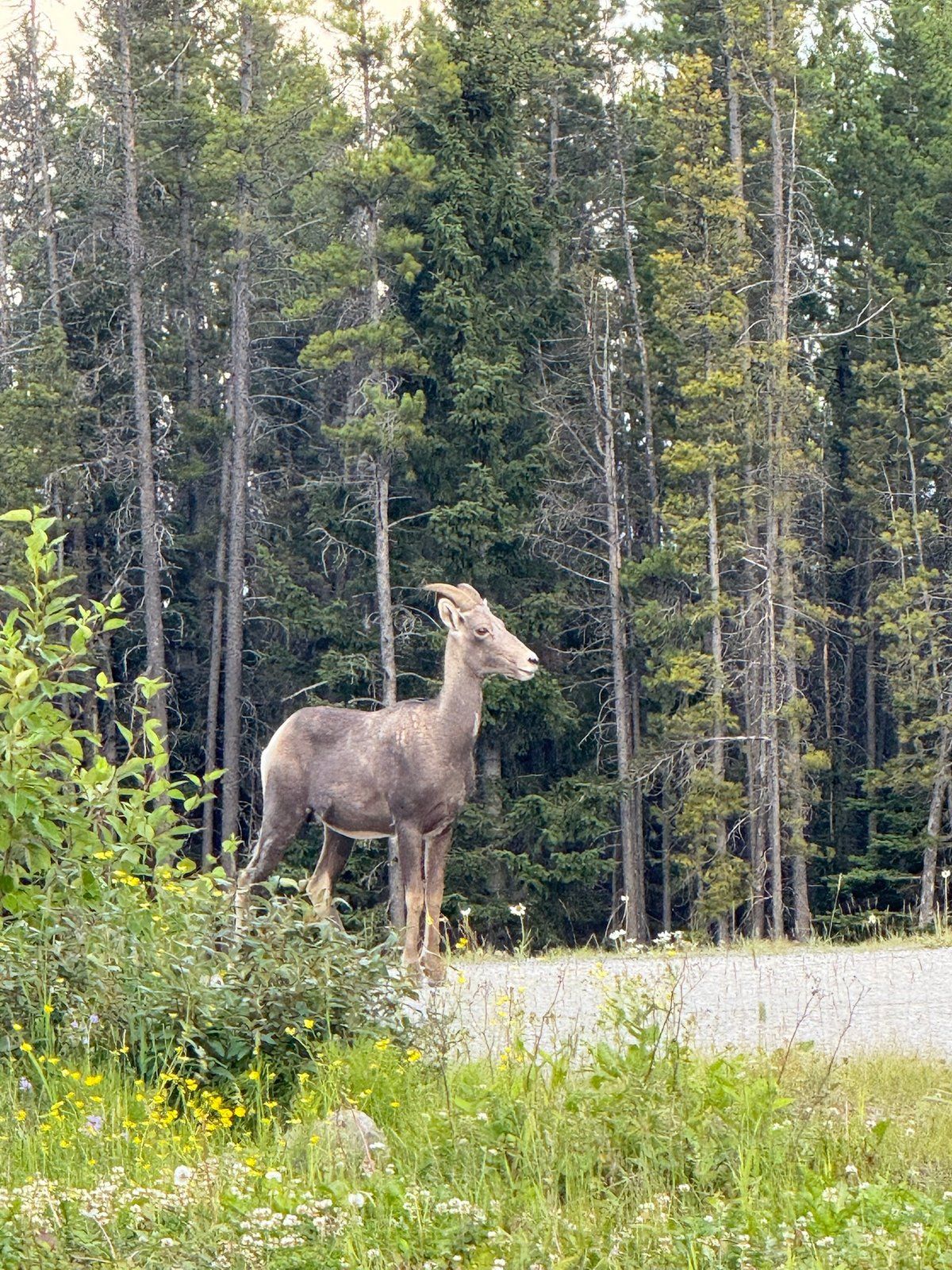 Bighorn sheep standing beside a conifer-lined road