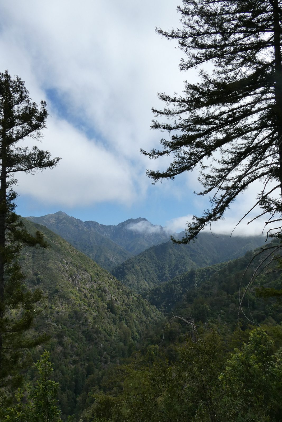 Forested Santa Lucia ridges framed by branches and broken fog