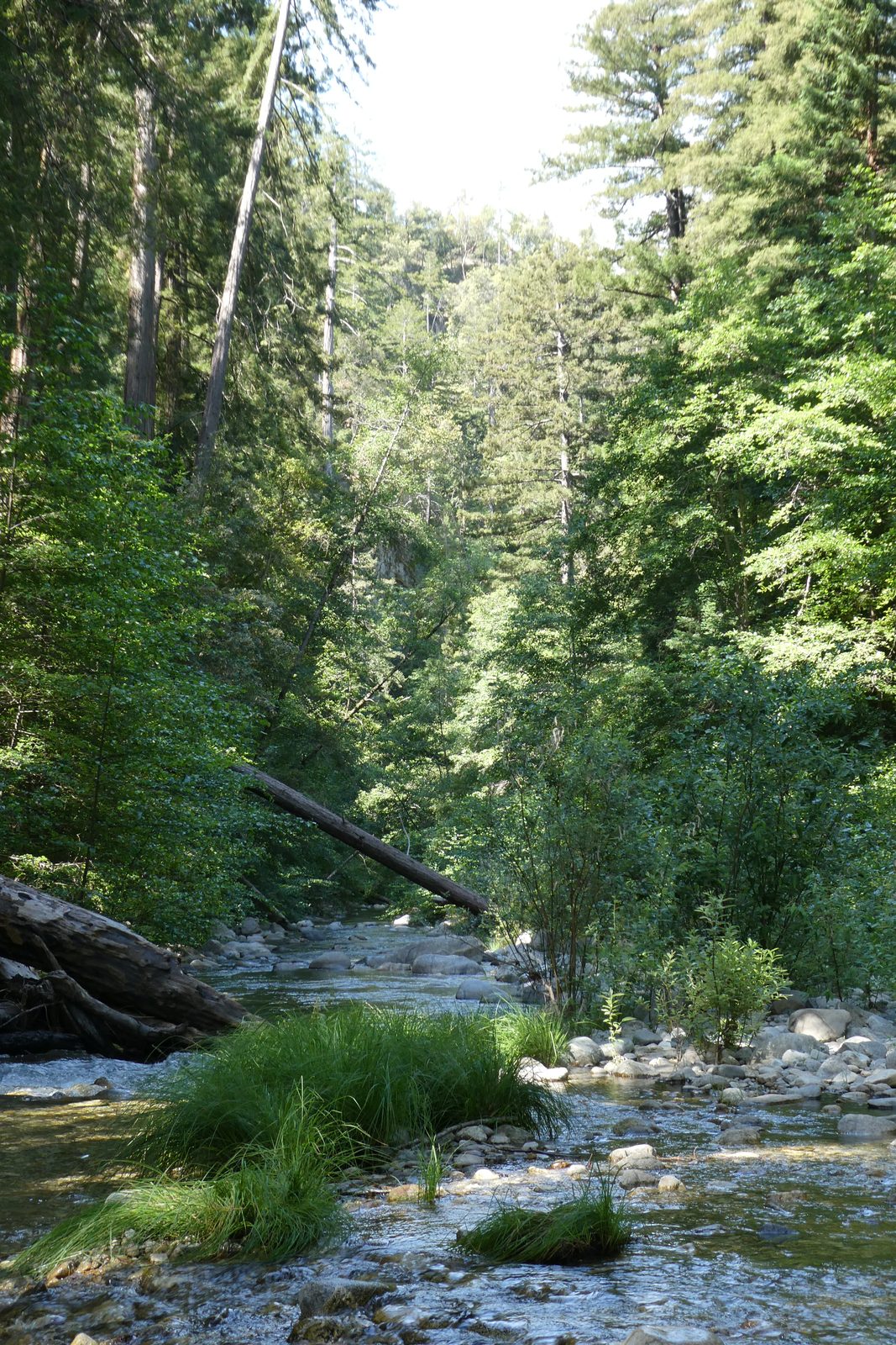 Shallow creek running through redwoods and fallen logs