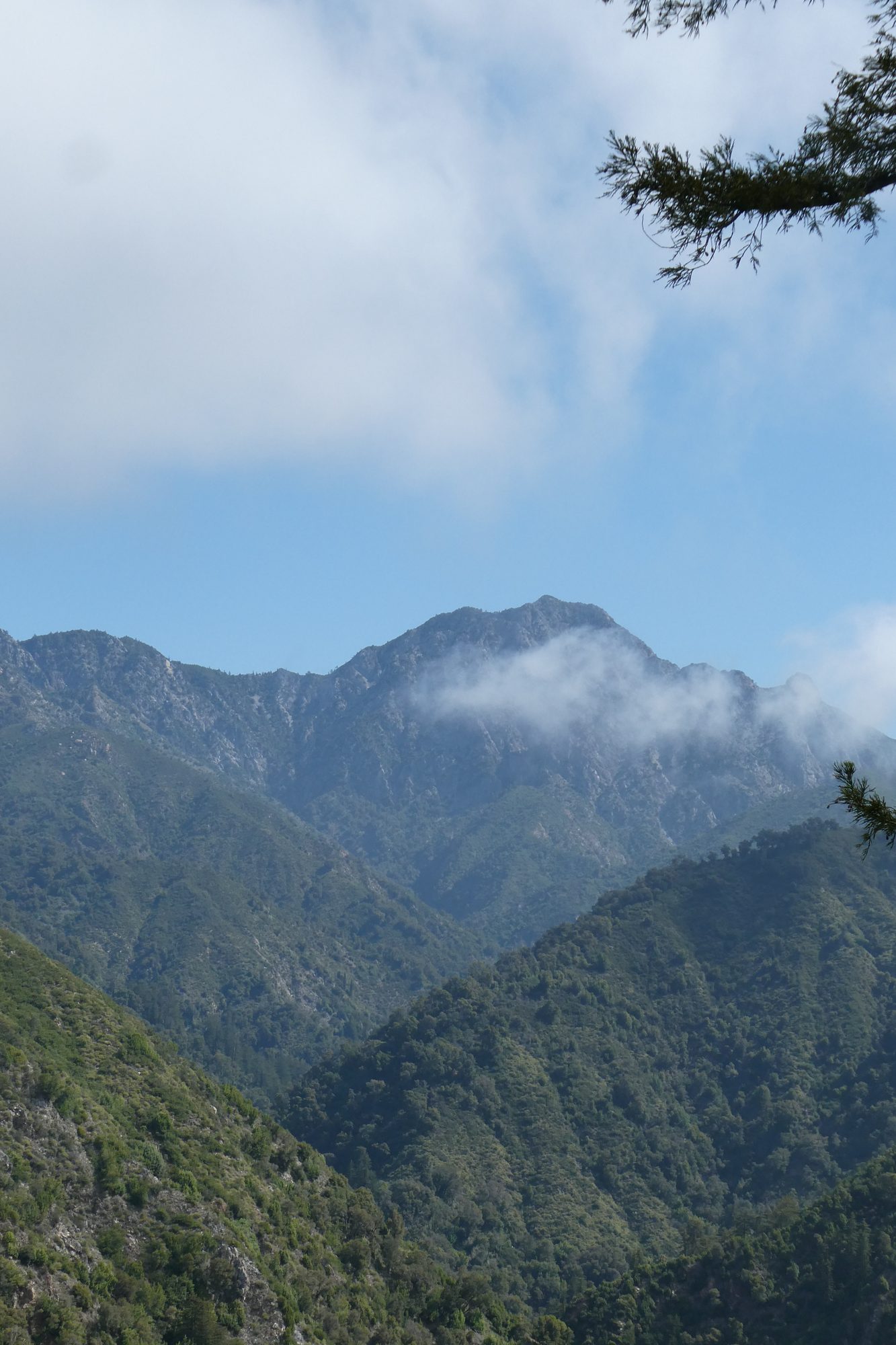 Big Sur coast, redwoods, and fog in California