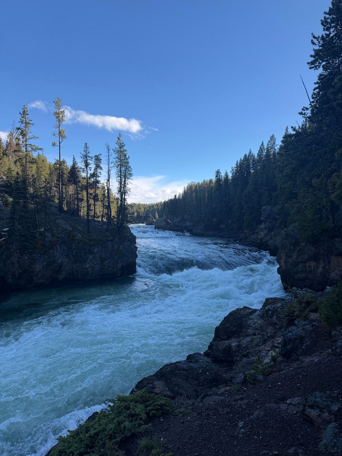 Whitewater river running through a pine-lined rocky canyon