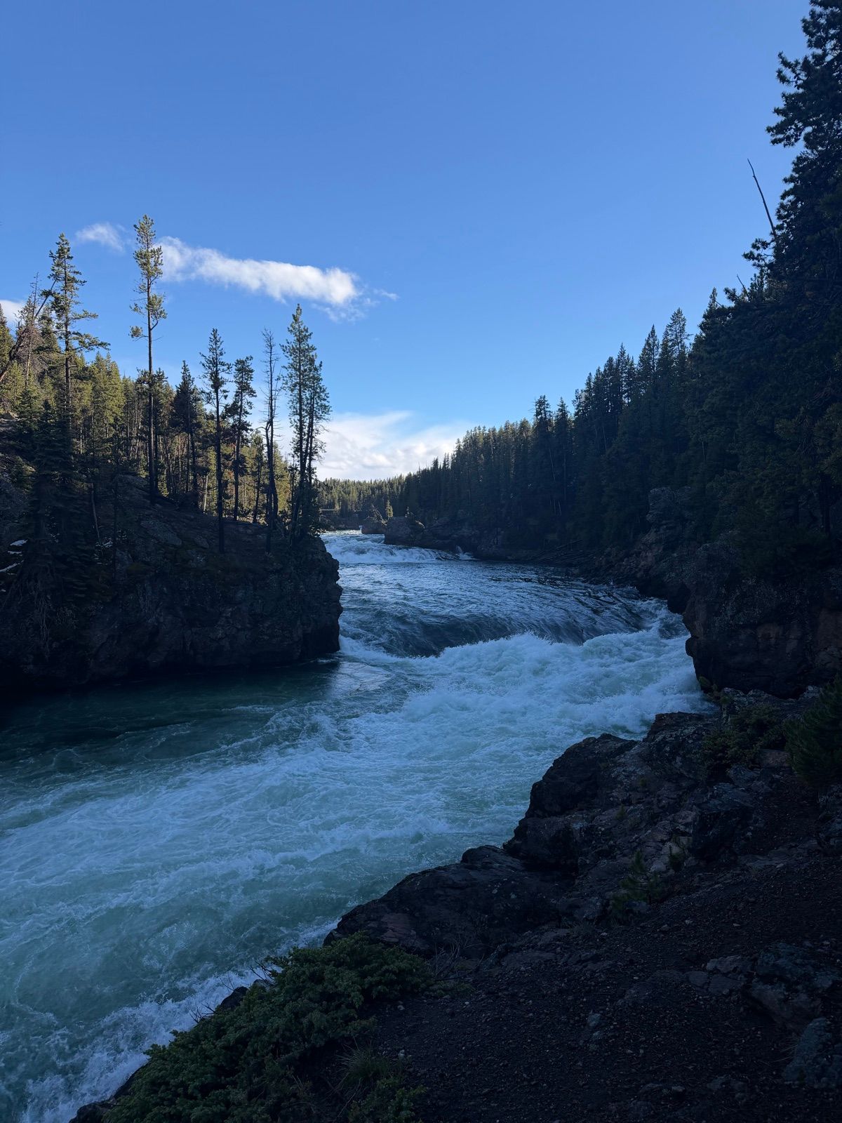 Fast river water passing boulders below dense pine forest