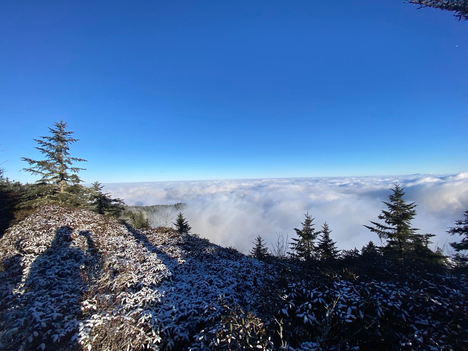 Frosted ridge and conifers above clouds under a blue sky