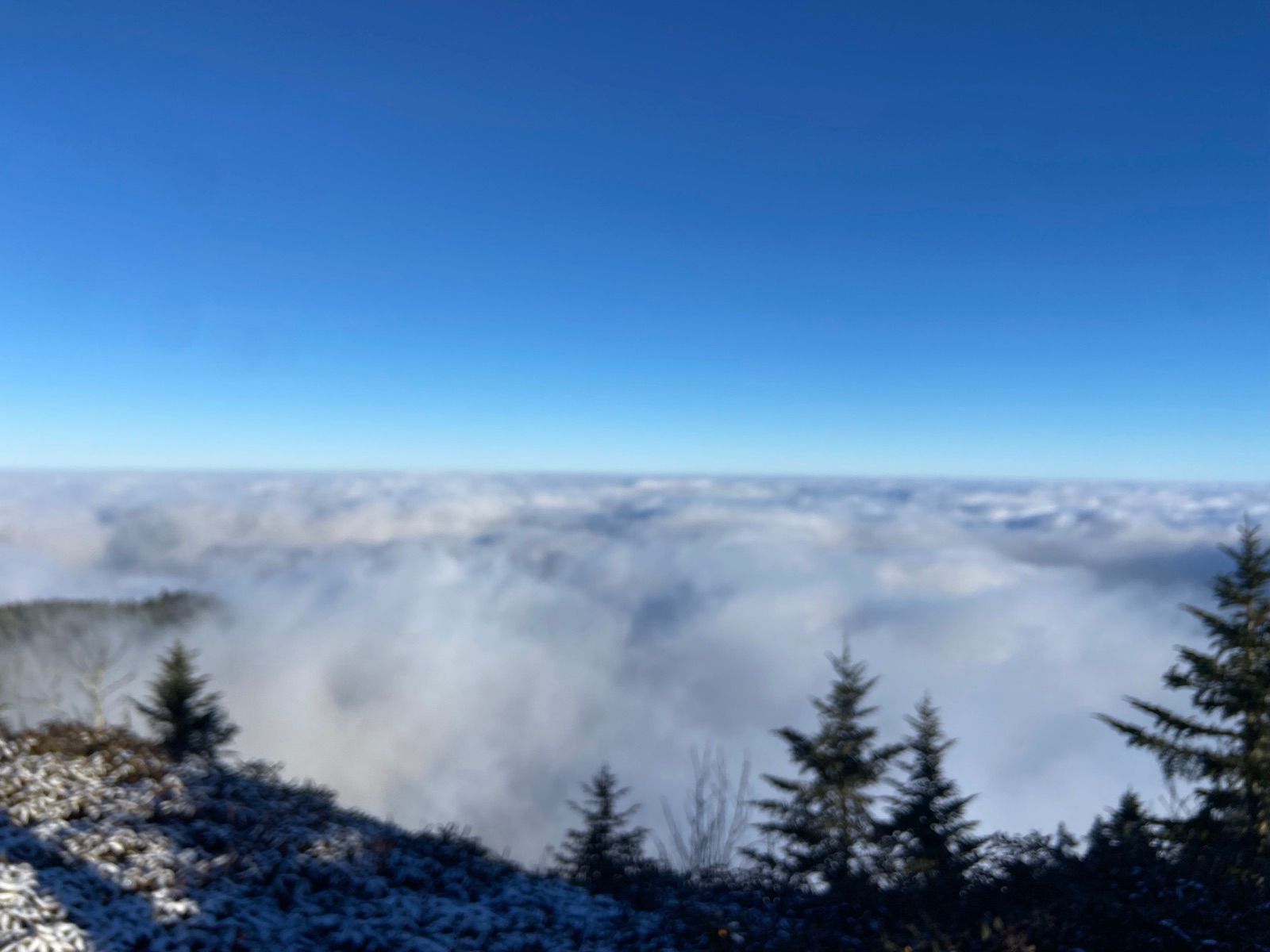 Cloud inversion spreading below frosted mountain trees