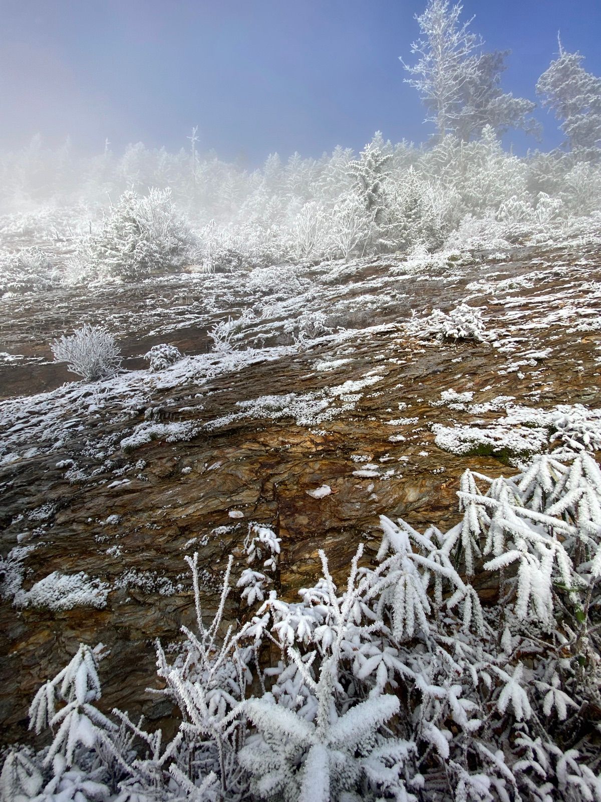 Rime ice coating shrubs on a rocky slope in mist