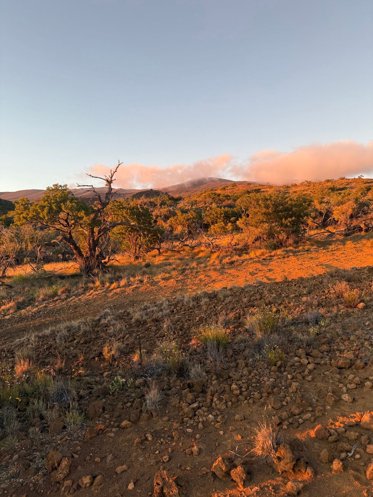 Volcanic scrubland lit by warm evening light below pink clouds