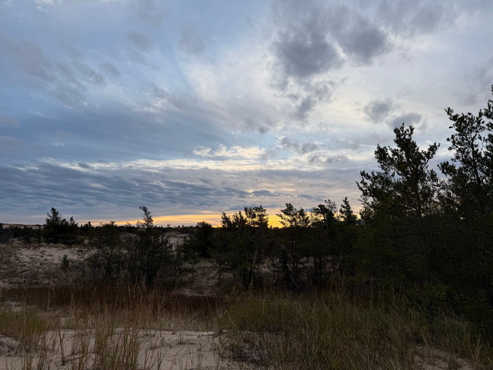Dune grass and pines below a cloudy fall sky