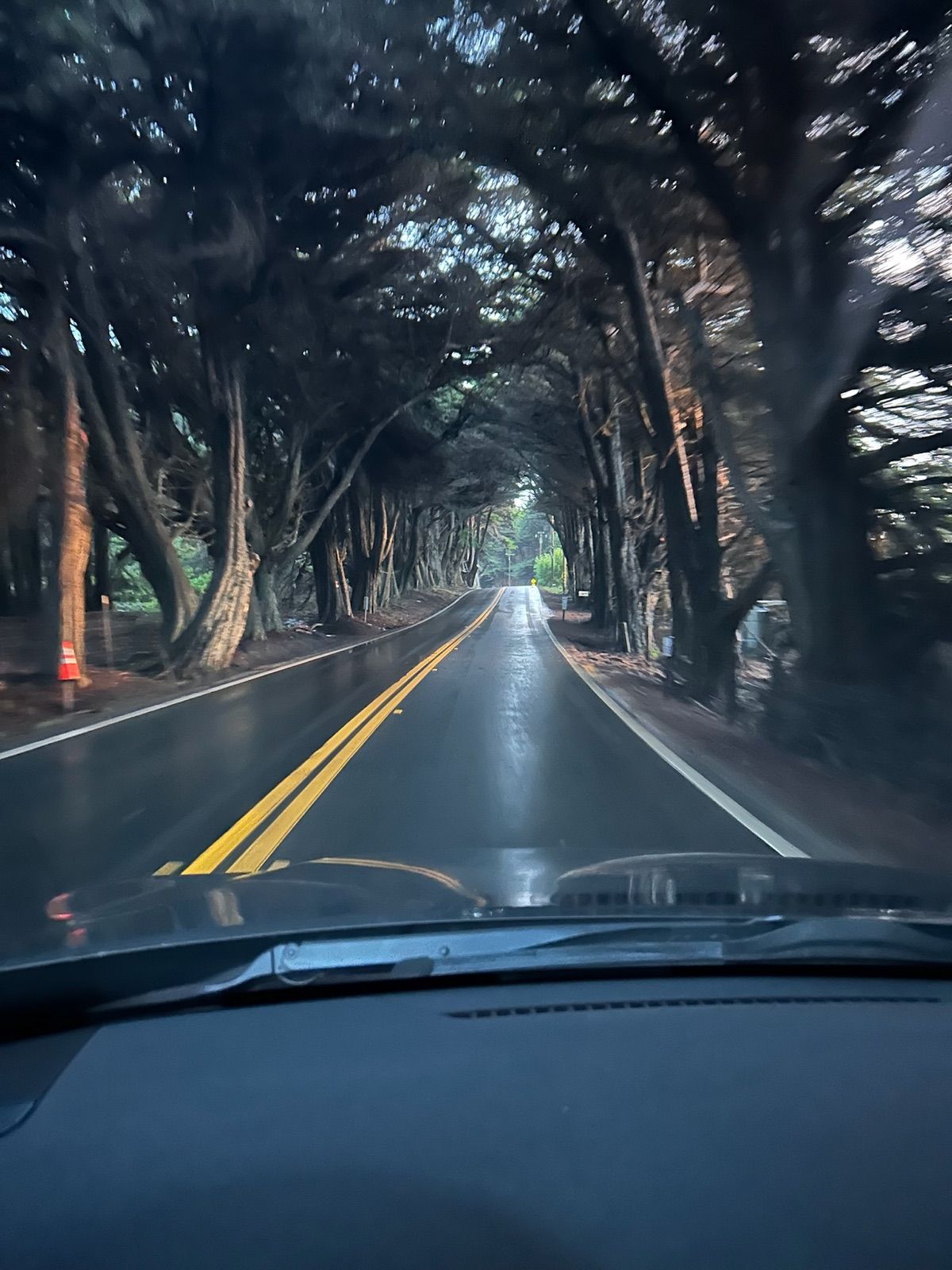 Wet two-lane road passing through a dark tunnel of trees