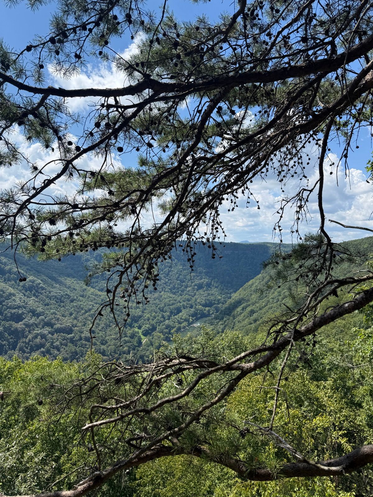 Green Appalachian gorge framed by a pine branch