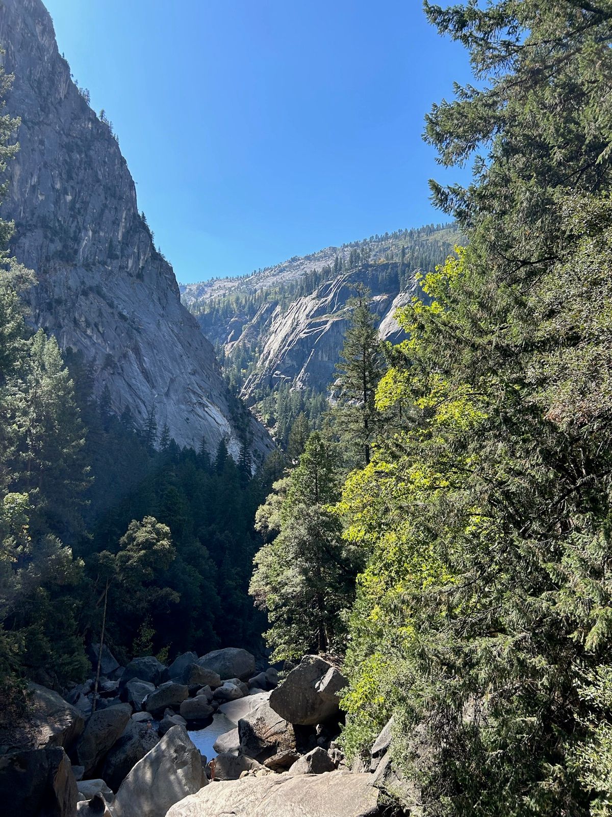 Granite walls rising above pine forest in Yosemite Valley