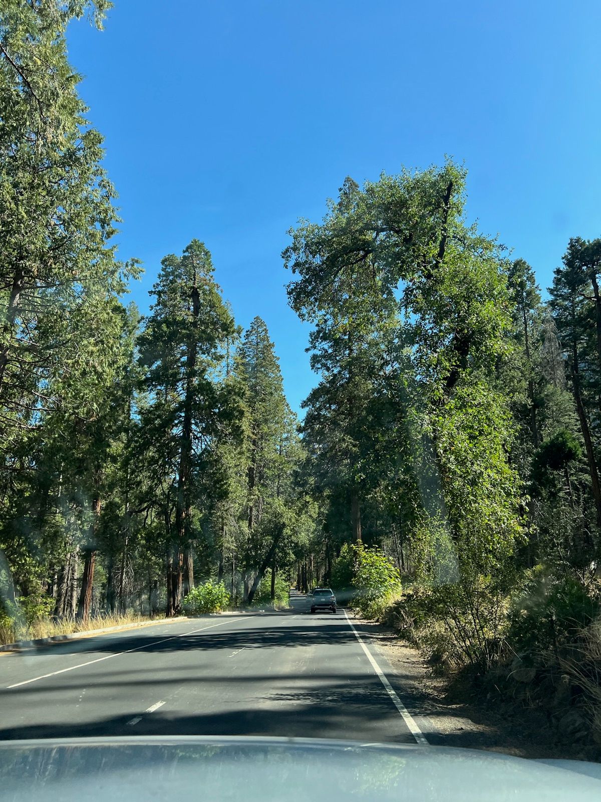 Two-lane road passing through wooded Yosemite Valley