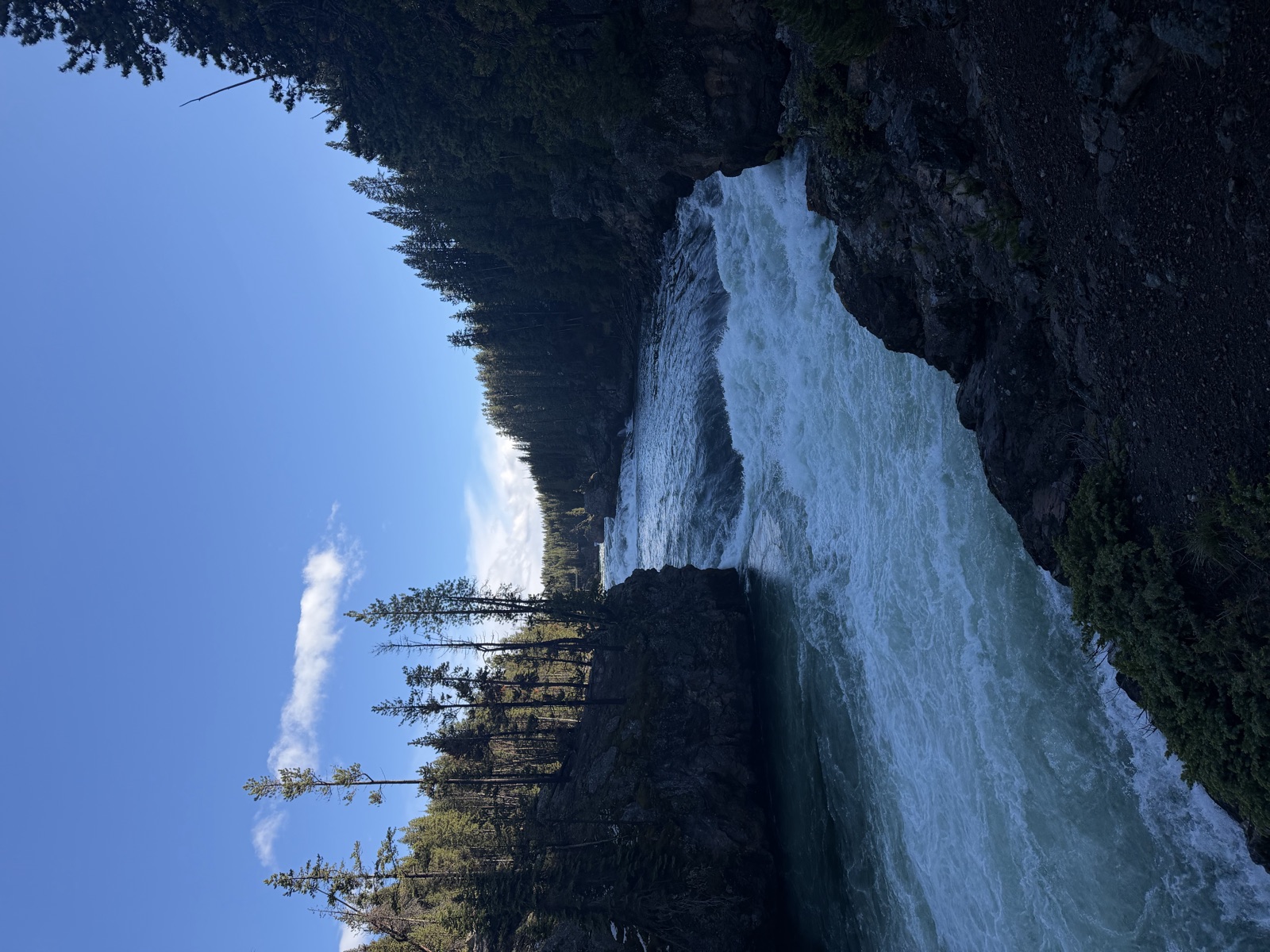 Fast river water passing boulders below dense pine forest