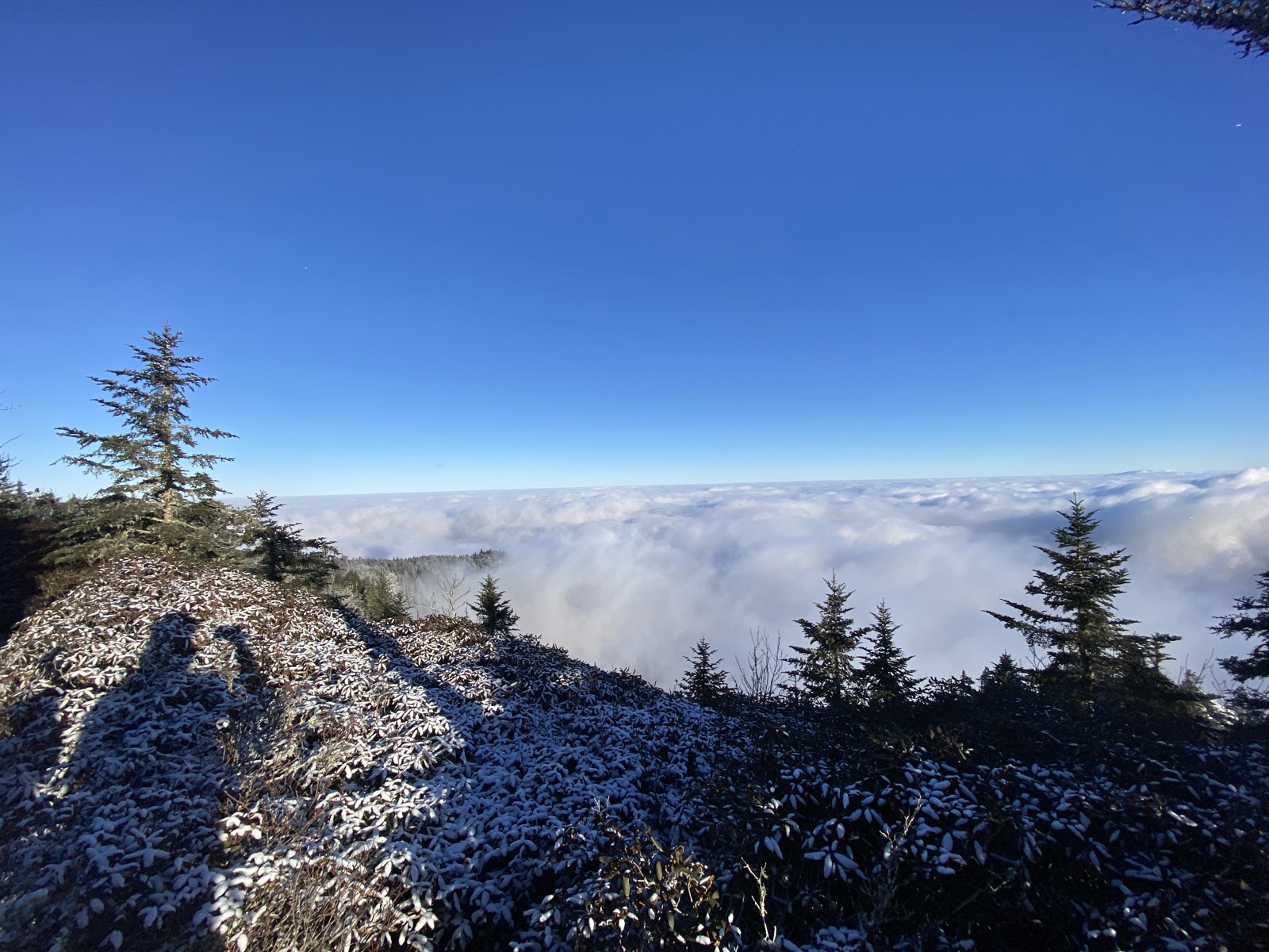 Frosted ridge and conifers above clouds under a blue sky