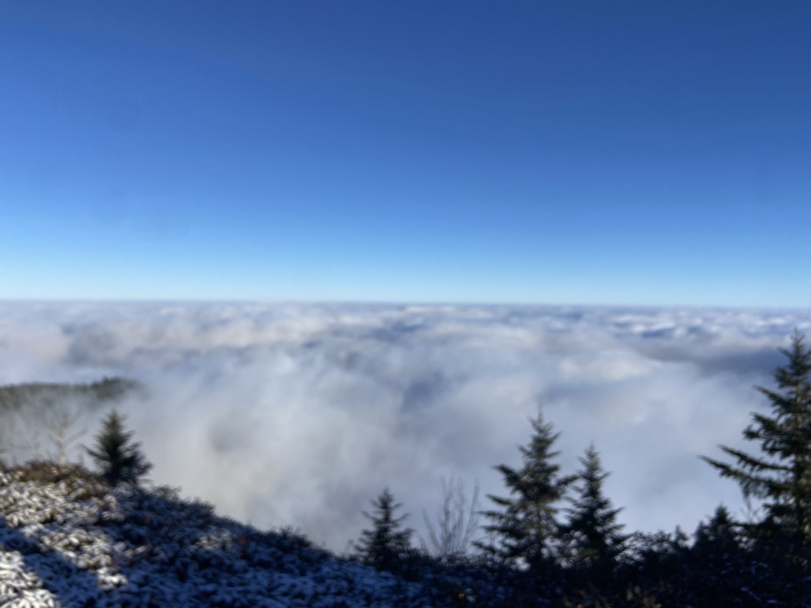 Cloud inversion spreading below frosted mountain trees