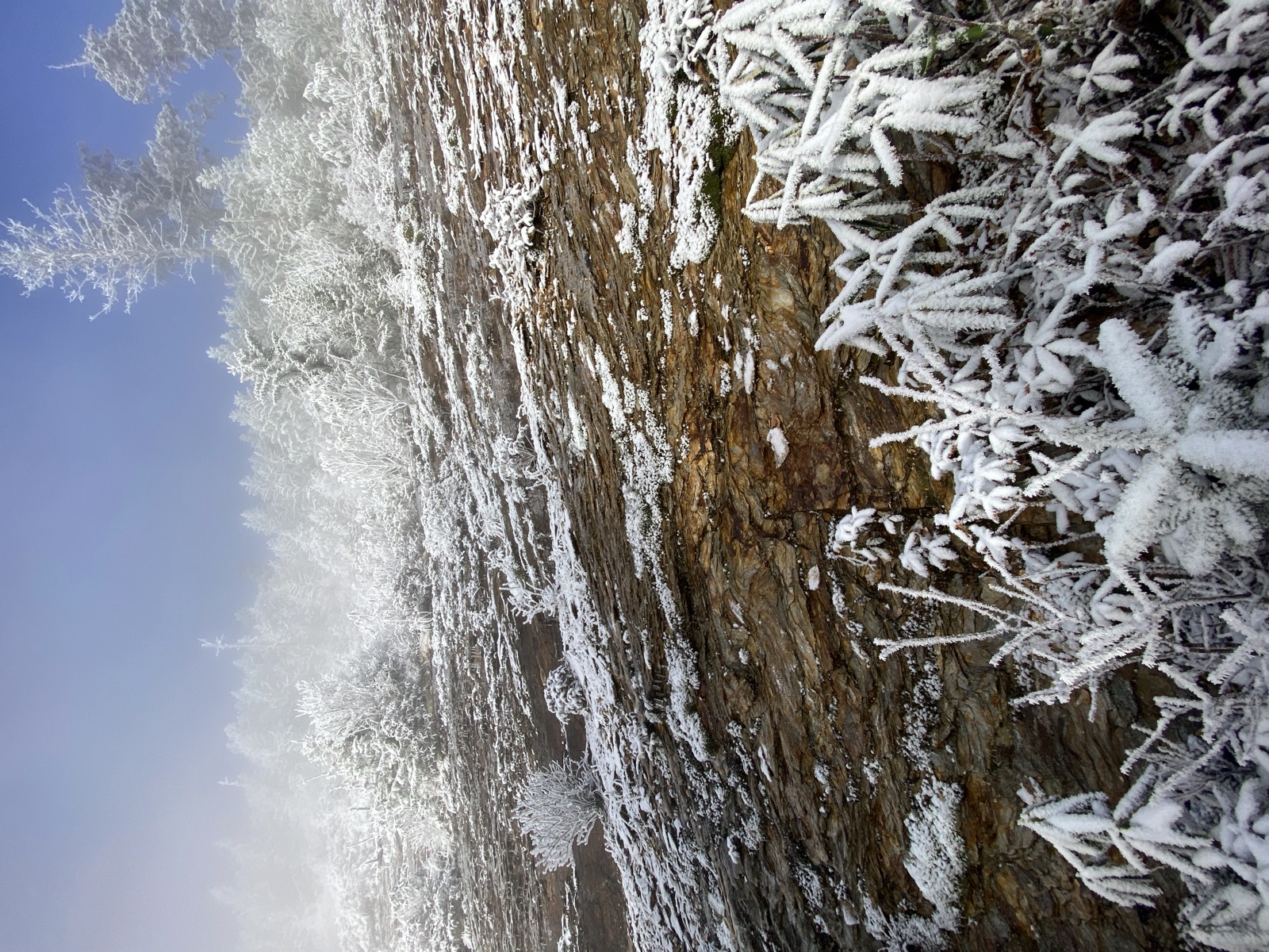 Rime ice coating shrubs on a rocky slope in mist