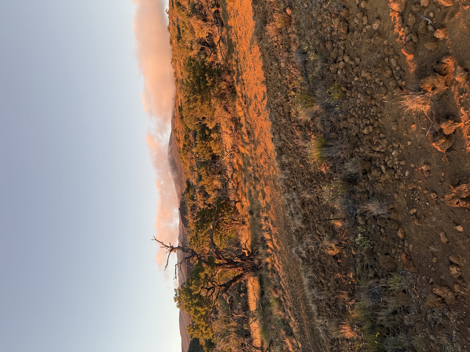 Volcanic scrubland lit by warm evening light below pink clouds