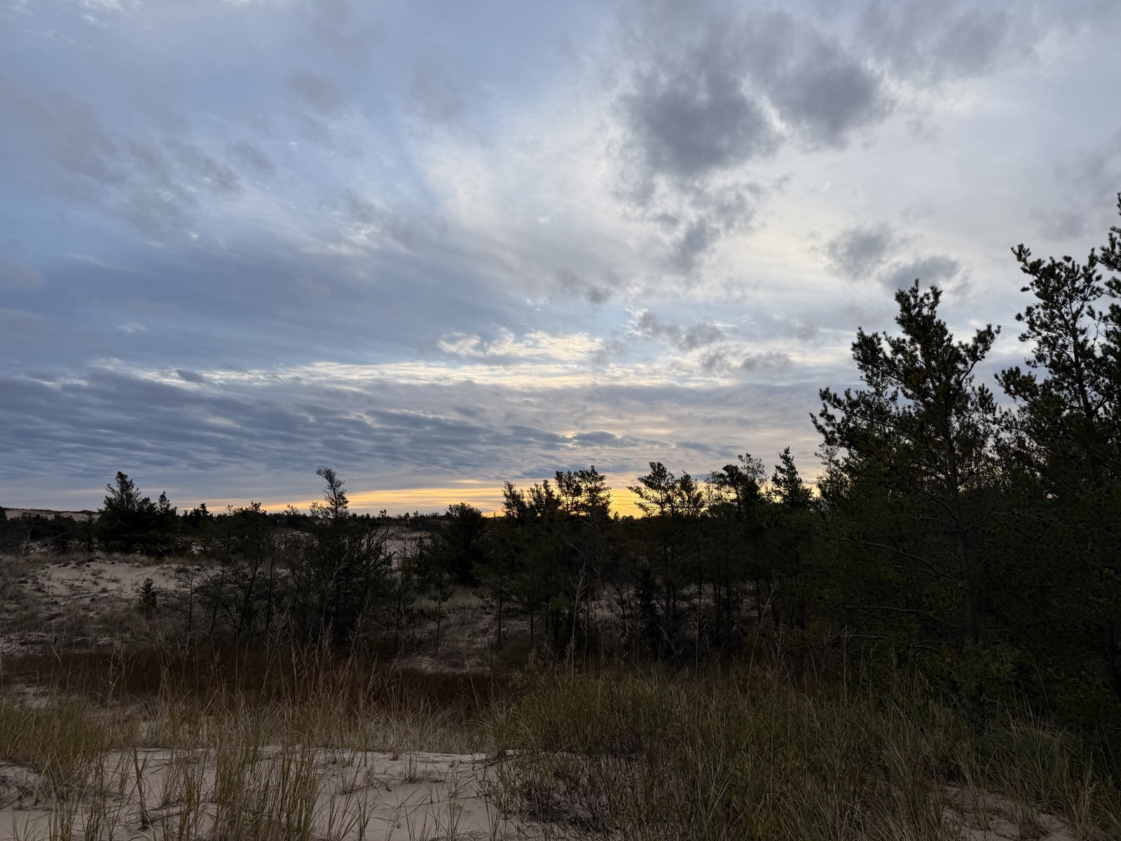 Dune grass and pines below a cloudy fall sky