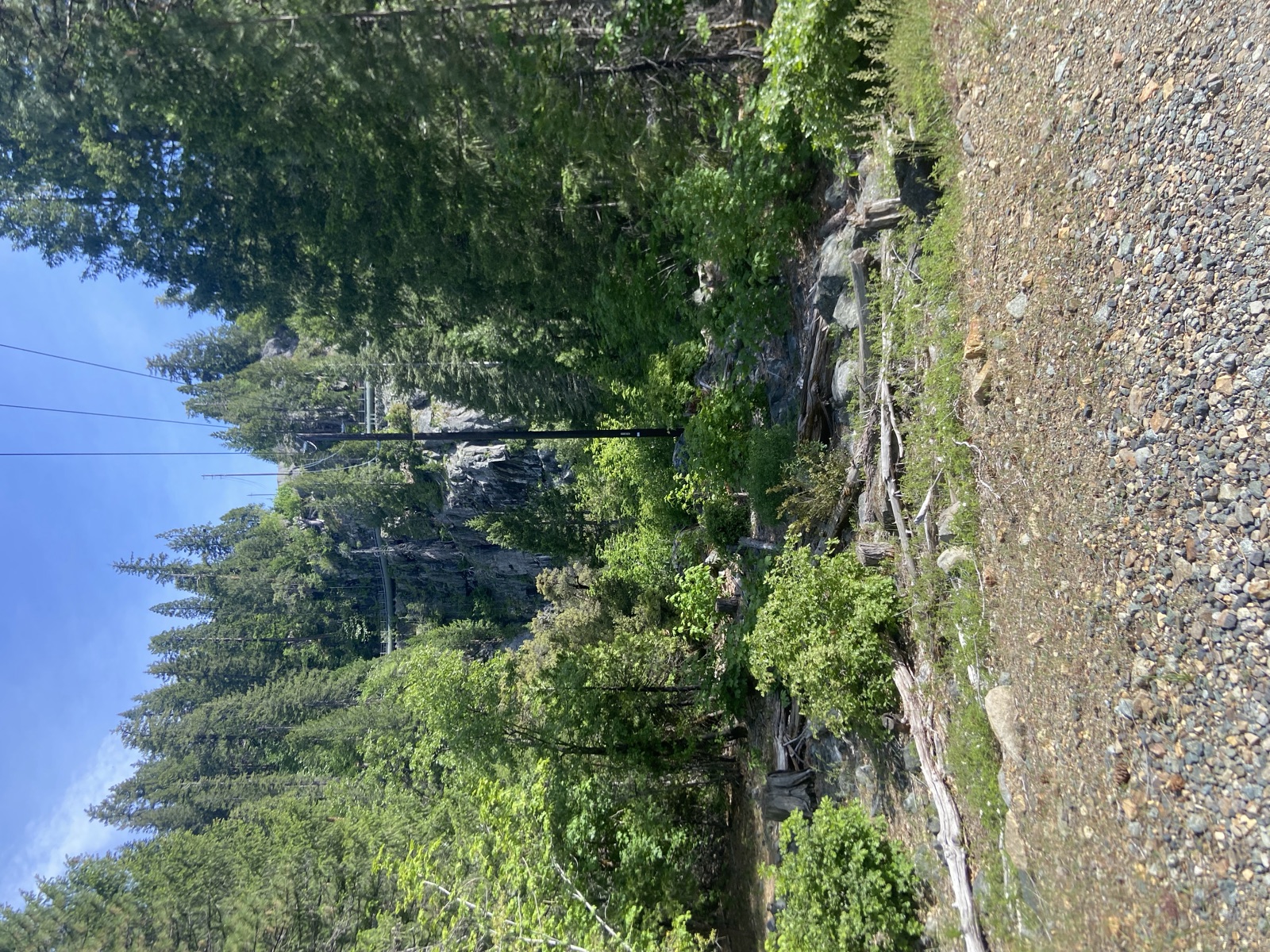Climbing area at the base of a forested granite wall
