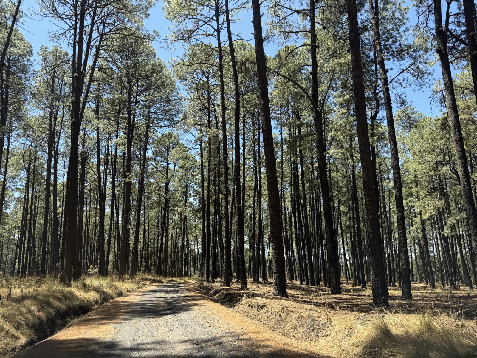 Dirt road passing through tall highland pine forest