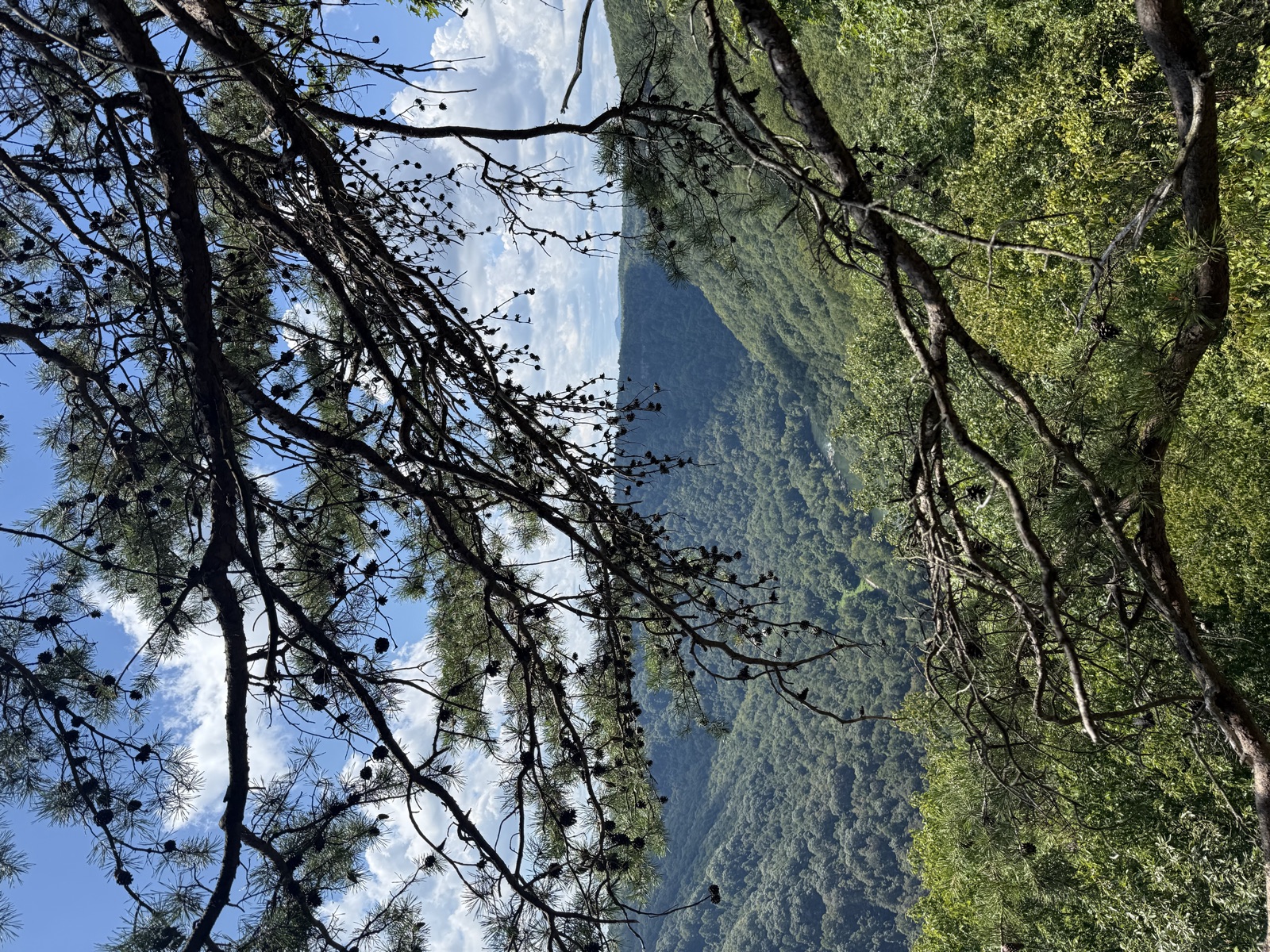 Green Appalachian gorge framed by a pine branch