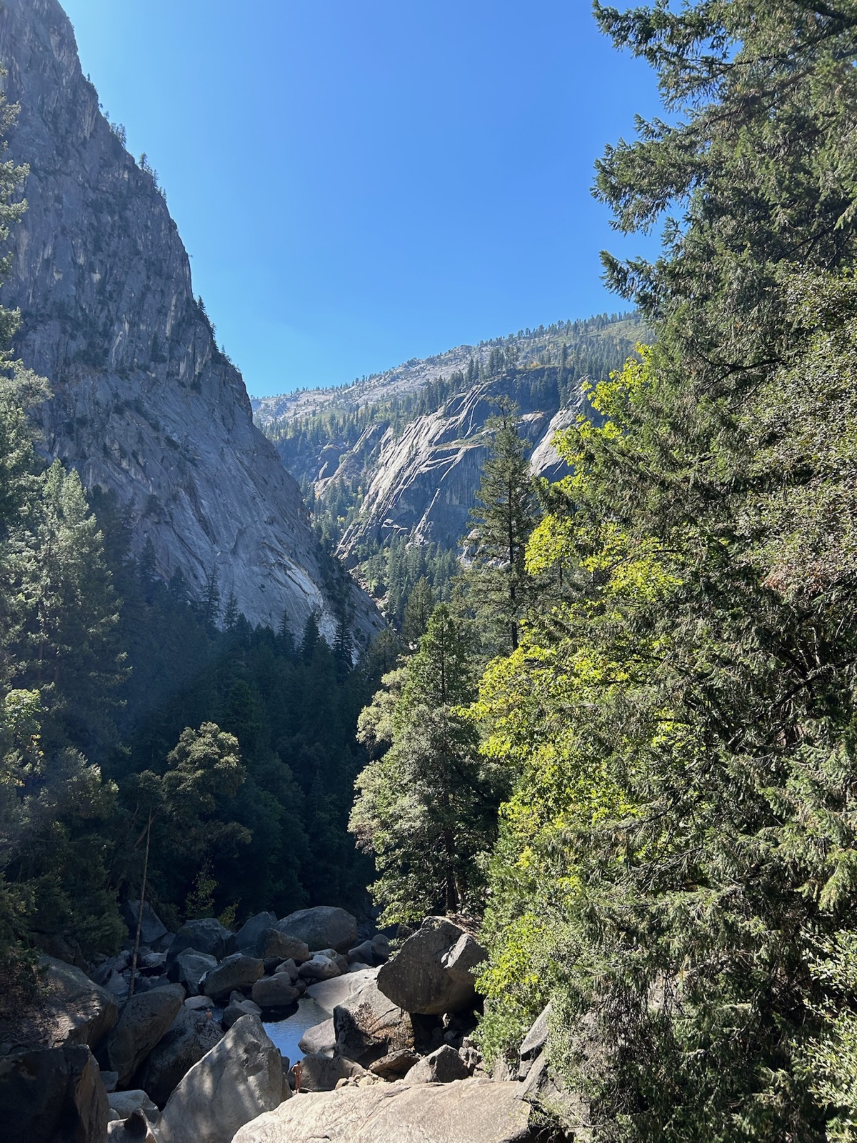 Granite walls rising above pine forest in Yosemite Valley