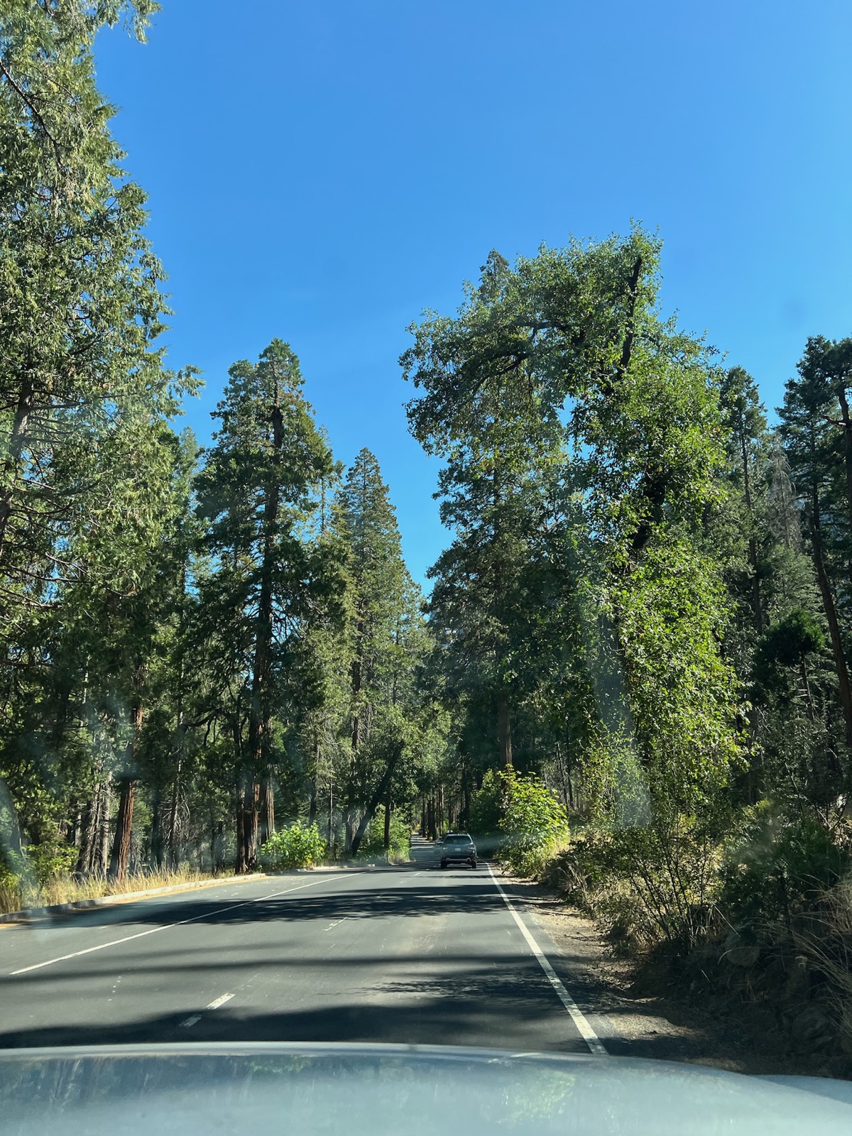 Two-lane road passing through wooded Yosemite Valley